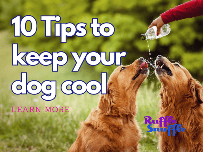 10 tips to keep your dog cool this Summer