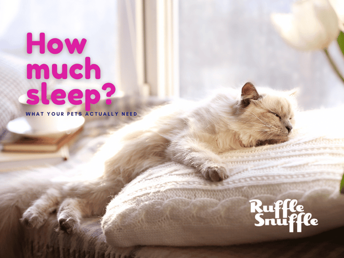 How much sleep does your pet actually need?