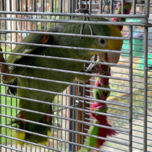 Load image into Gallery viewer, Forage Twist™ for Birds