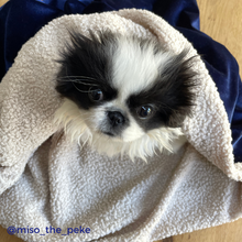 Load image into Gallery viewer, Luxury Navy Velvet Snuggle Sack