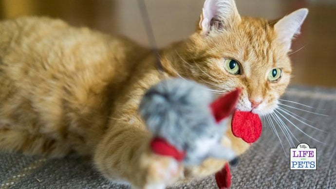 International Cat Day: These Are the Most Popular Cat Names of 2021