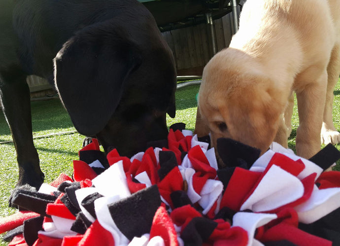 Bronte and Betsy the Labs with their Ruffle Snuffle Tango!
