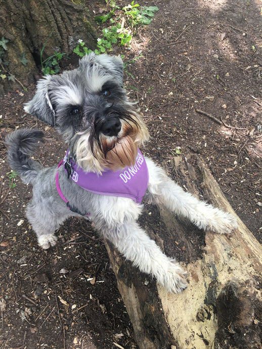 Snufflemat helps Morley cope with kidney disease