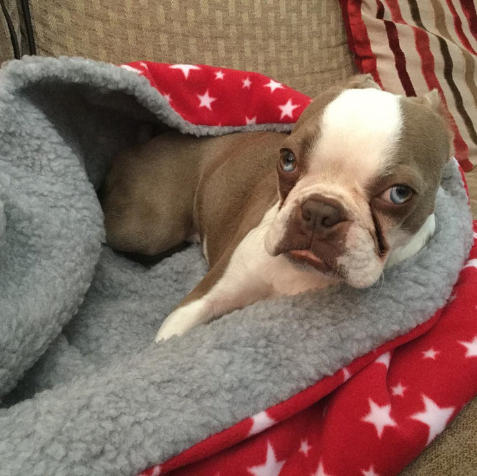 Why Dogs Love to Burrow in Their Beds