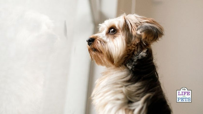 How to Manage Separation Anxiety in Dogs