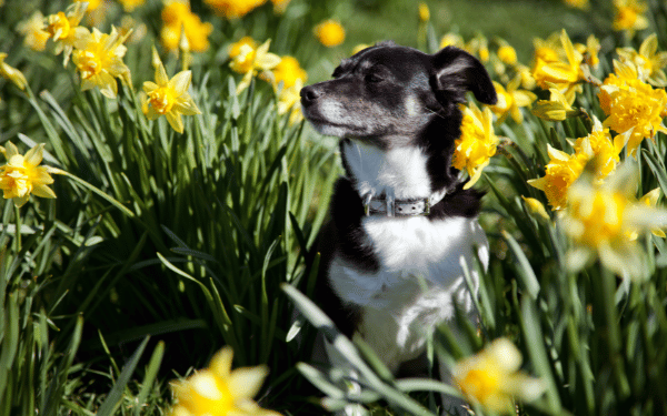 Common risks for your dog this spring