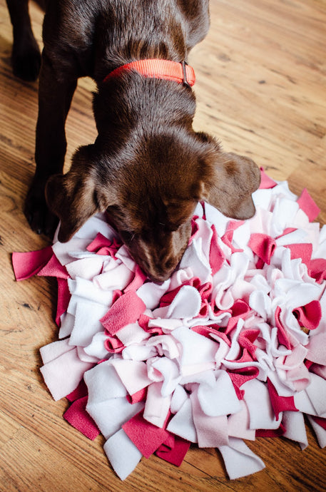 Snuffle mats for Labradors - Meet Elsie