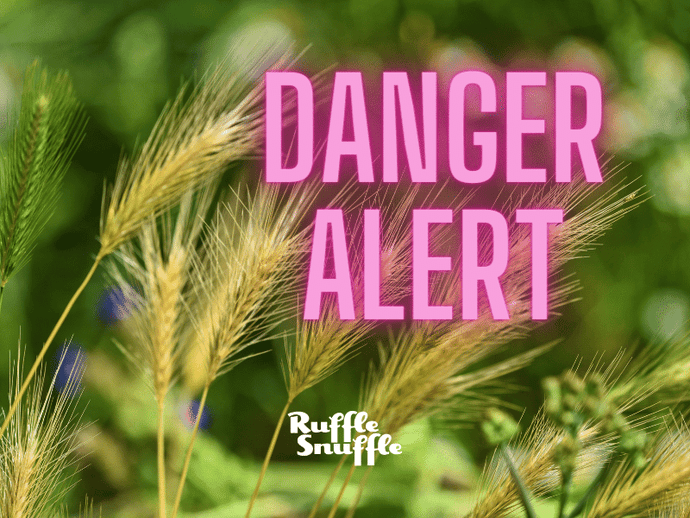 Steer Clear of Long Grass Meadows When Walking Your Dog - Foxtail Grass Seed Warning