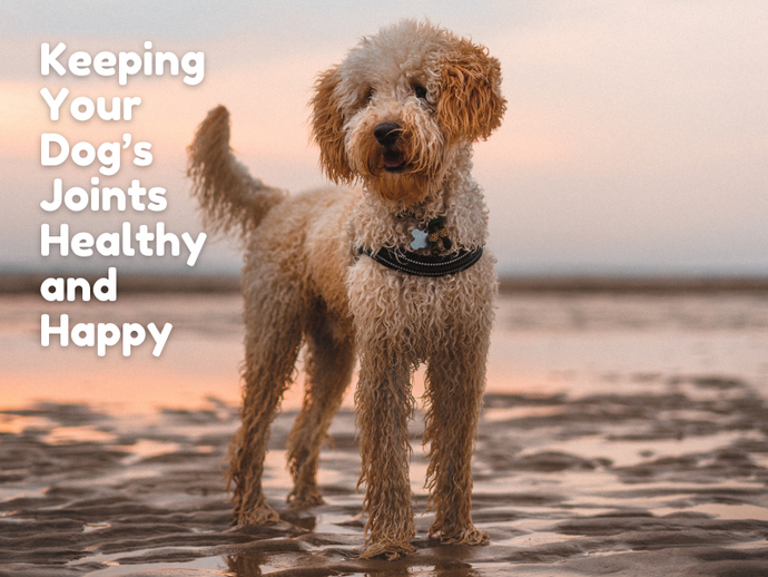 Keeping Your Dog’s Joints Healthy and Happy