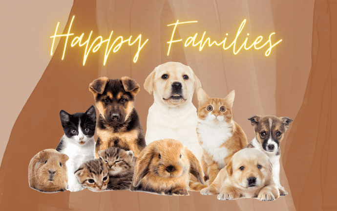 How to Manage Different Pet Personalities and Needs in a Multi-Pet Household