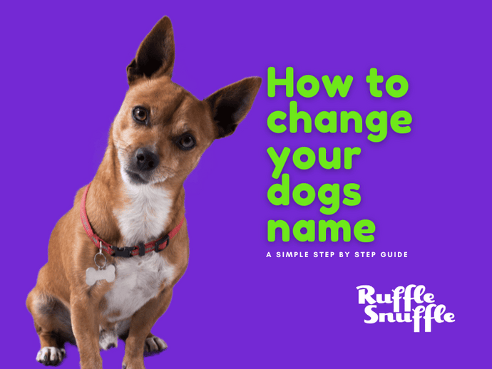 How to change your dog's name - A step by step guide
