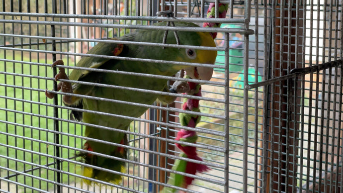 Enriching Your Bird’s Life: Why the Puzzle Pocket Cube™ and Forage Twist™ Are Game Changers for Your Feathered Friend