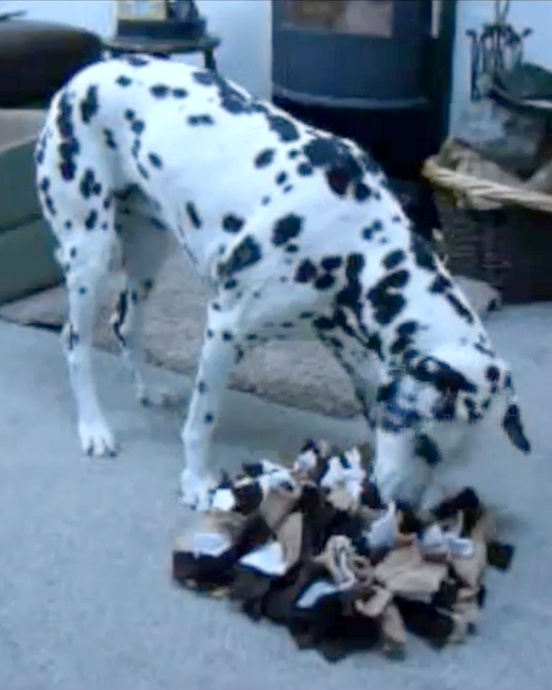 Ruffle Snuffle mat helps Kia with her CCD