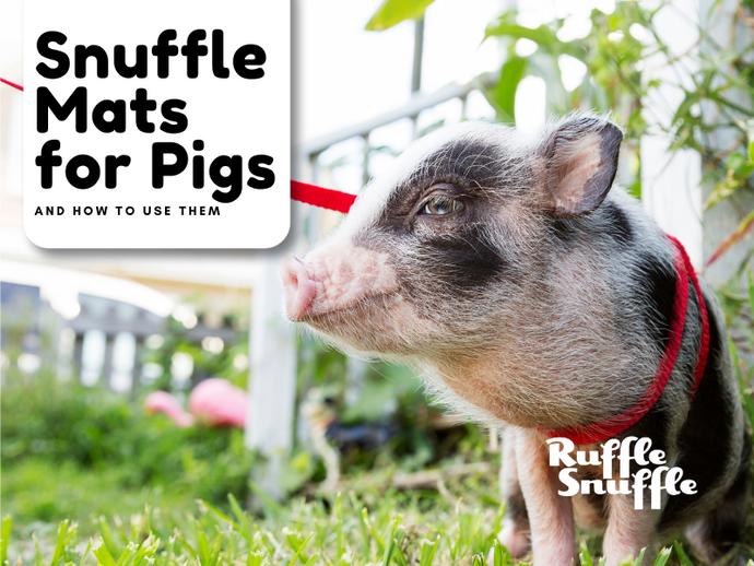 The Ultimate Guide to Snuffle Mats for Pet Pigs