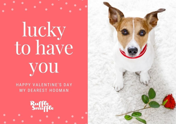 Does your Valentine’s Day card show that you care? Send the right message by choosing hugs not Pugs, vets say