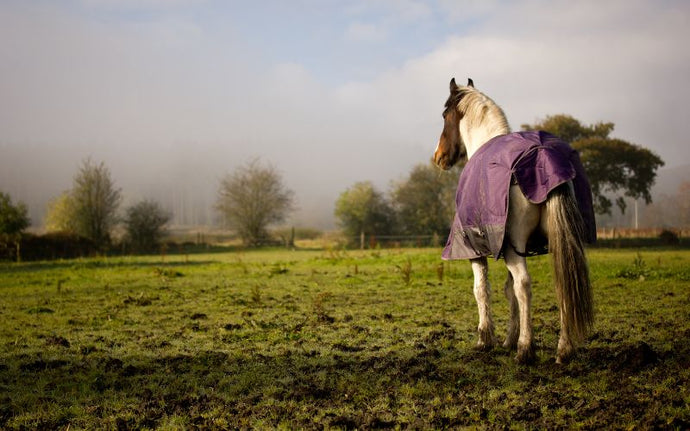 Why your horse's well-being influences how he lets you ride