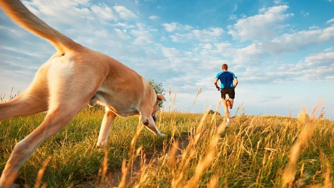 What to do whilst running if you encounter an aggressive dog