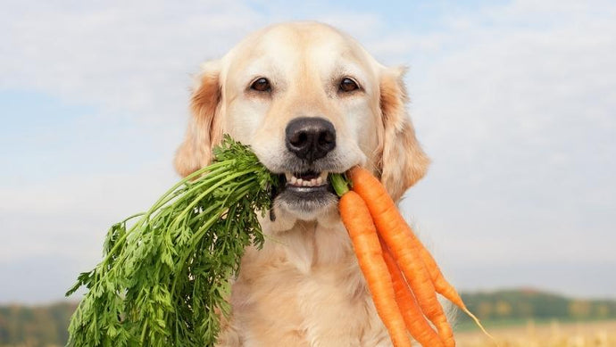 Can Dogs Eat Vegan and Vegetarian Meals?
