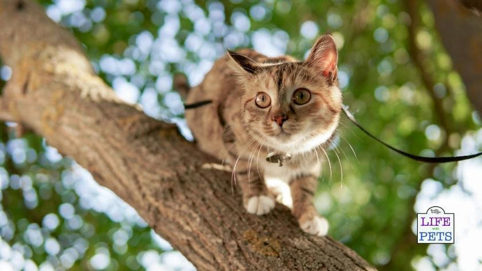 Happy International Cat Day! Here are the worst things a cat has done to a human