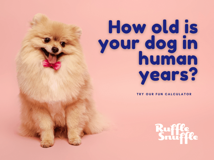 How old is your dog in human years?