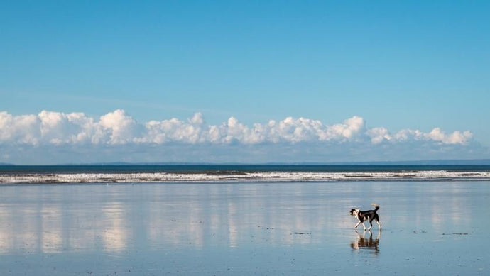 The Six Best Dog-Friendly Beaches in the UK Revealed