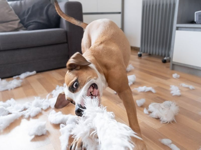 Pet considerations for your home and car insurance - avoid a ruff start to the year