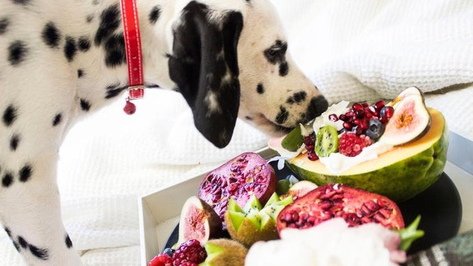 Can dogs eat fruit?