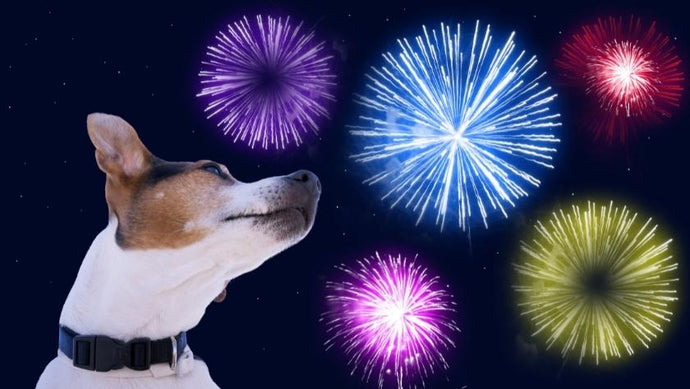 Top tips to keep your dog calm this Bonfire Night