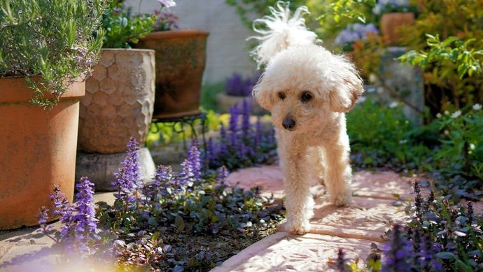 Expert tips on how to protect your dog from the dangers lurking in the garden