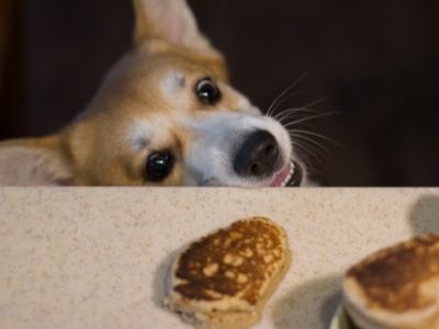 Bone appétit: Expert tips for making pup-friendly pancakes