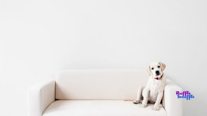 Pooch psychology: What is going on in your dog’s head?