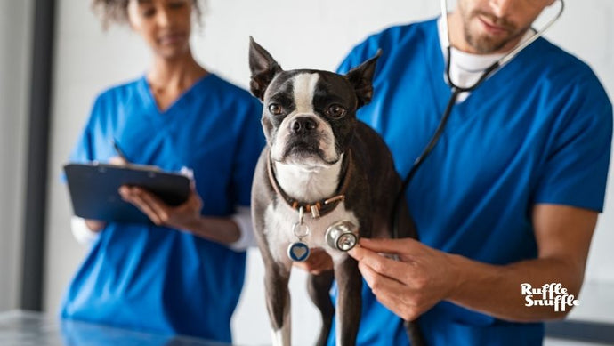 New pooch? Dog owners urged to be aware of top reasons for vet visits