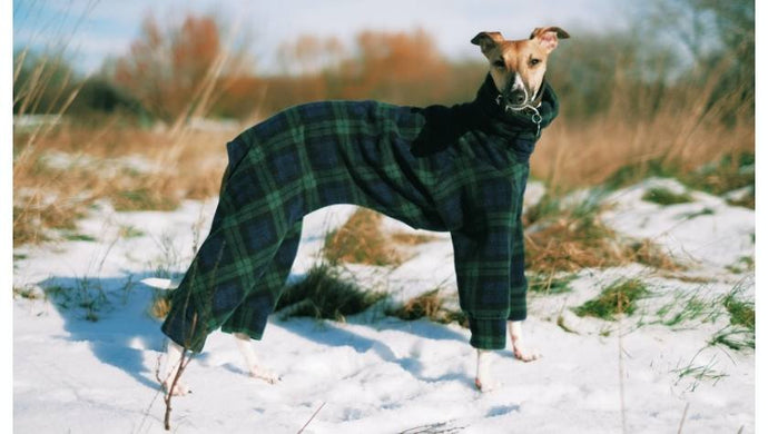 Turning your dailly dog walks into part of you and your pets well being routine