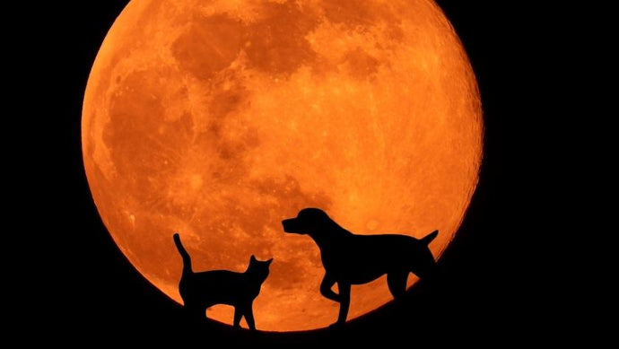 How the full moon can affect your pets behaviour