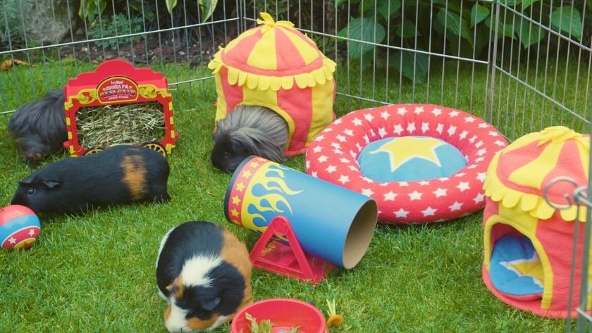 Piggy Love Guinea Pig Cage Theme