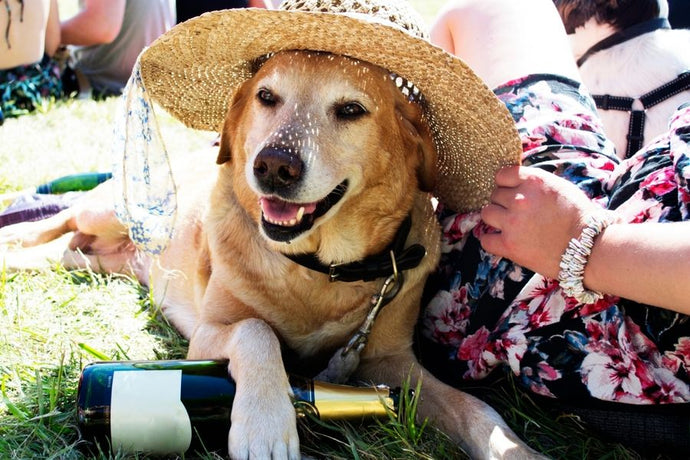 5 Dog-Friendly Festivals Paw-fect for 2022