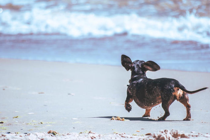 Is it dangerous for your dog to drink seawater?