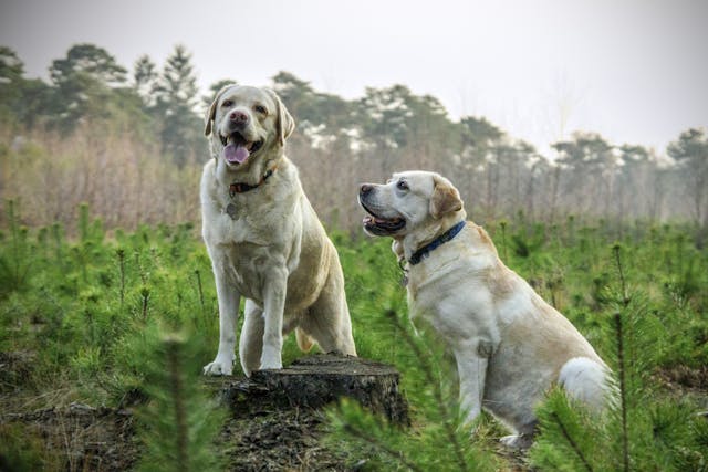 Keeping Your Dog Safe In The Garden: Top Tips You Need to Know