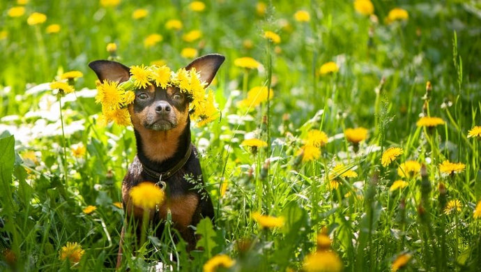 How to recognise the signs of spring allergies in your dog