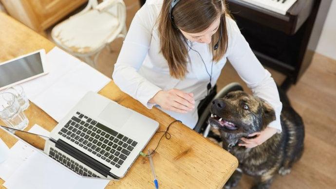 Office embargo: 40% of new dog owners completely avoiding office