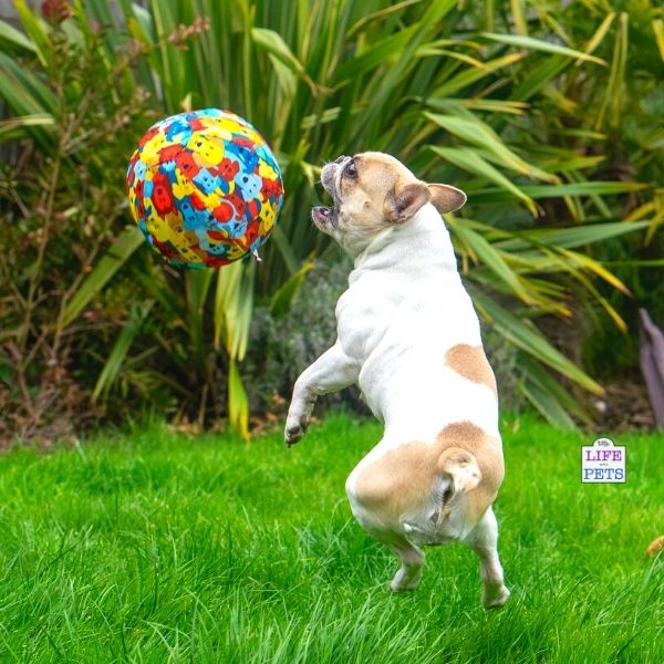 PetBloon - Dog Balloon Ball Enrichment Toy