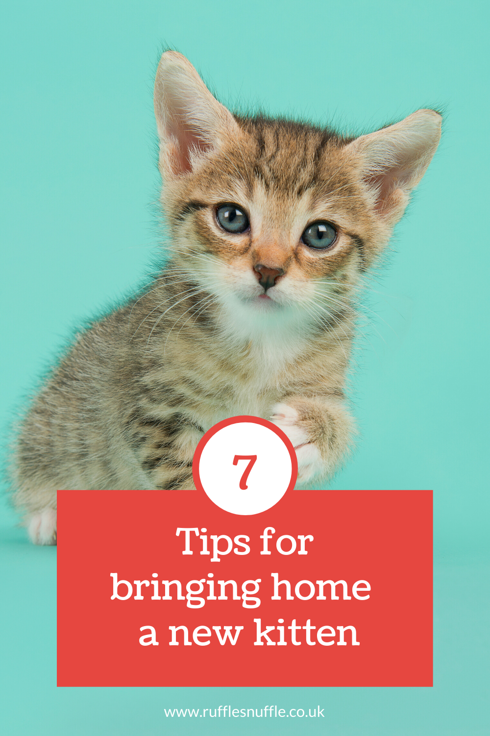Tips on Bringing Home a New Kitten